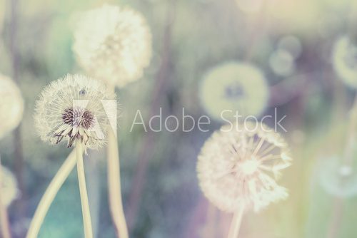 Zarte Pusteblumen in sanftem Frühlingslicht