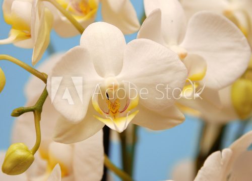 Zarte weiße Orchideenblüten in Frühlingsfarben
