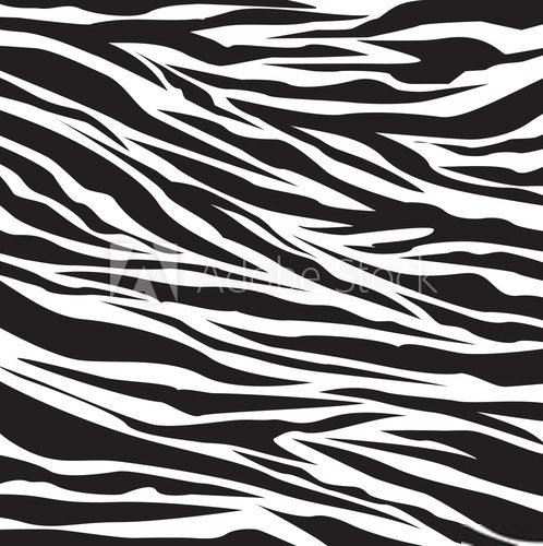 Zebra - Magie in Weiß und Schwarz 