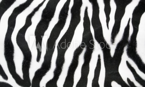 Zebra texture 