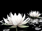 3d lotus on water
