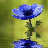 Blue Anemone Flower with Waterdrops