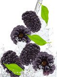 fresh blackberry in water splash