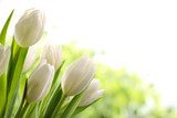 Frühlingserwachen in sanften Tönen