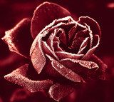 Gefrorene Eleganz in Rot