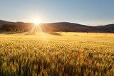 Goldene Felder im Morgenglanz