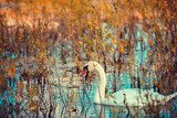 Herbstlicher Schwan im Wasserspiegel