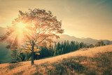 Herbstsonne über Bergwiesen