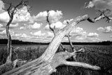 Kontrastreicher Baum im dramatischen Wolkenhimmel