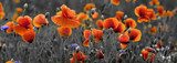 Kontrastreiches Mohnblumenfeld im Spätsommer