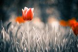 Leuchtende Tulpe im sanften Garten