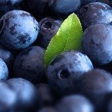 Macro shot of wet fresh blueberry
