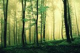 Morgendliches Schauspiel im Nebelwald
