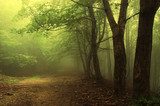 Morgenlicht im verwunschenen Wald