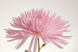 Pink chrysanthemum isolated 