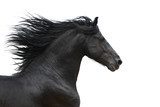 Portrait of galloping frisian horse on white background