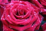 Red rose with dew