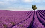 Rich lavender field in Provence with a lone tree