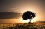 Samotne drzewo i zachód słońca
