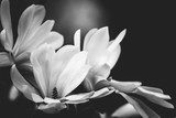 Sanfte Eleganz der Magnolienblüten