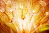 Soft dandelion flower