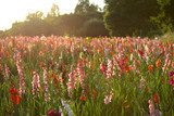 Sommerliche Blumenpracht im Morgenlicht