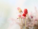 Sommerliche Blütenpracht im sanften Pastell