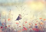 Sommerliche Vogelstimmung auf Wiese