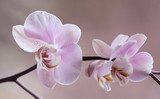 Storczyki - Orchidea