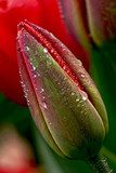 water drop on the tulip