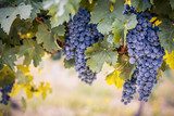Wine grapes on summer vine 