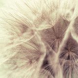 Abstract closeup of a meadow salsify 