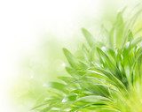 Abstract green spring background 