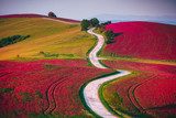 Agricultural field in spring blossom time. Red flowers on meadow and road