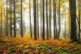 Autumn color forest 