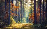 Autumn forest nature. Vivid morning in colorful forest with sun rays through branches of trees. Scenery of nature with sunlight.