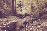 Autumn stream in the forest in sunny day vintage style