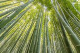 Bamboo forest at Arashiyama 