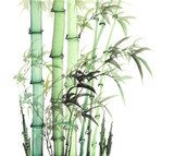 bamboo of Traditional chinese painting on old Paper Background