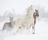 Batch of horses running in winter 