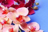 Beautiful blooming orchid on color background 