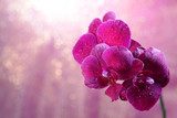 Beautiful blooming orchid  on light color background 