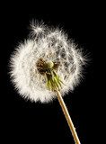 Beautiful dandelion with seeds on black background 