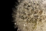 Beautiful dandelion with seeds on black background 