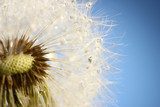 Beautiful dandelion with seeds on blue background 