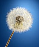 Beautiful dandelion with seeds on blue background 