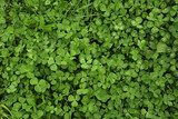 Beautiful green clover leaves and grass with water drops, top view