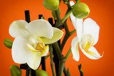 Beautiful light yellow orchid flowers with buds 