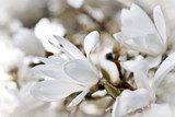 Beautiful magnolia blossom 