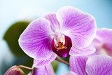 Beautiful orchid 